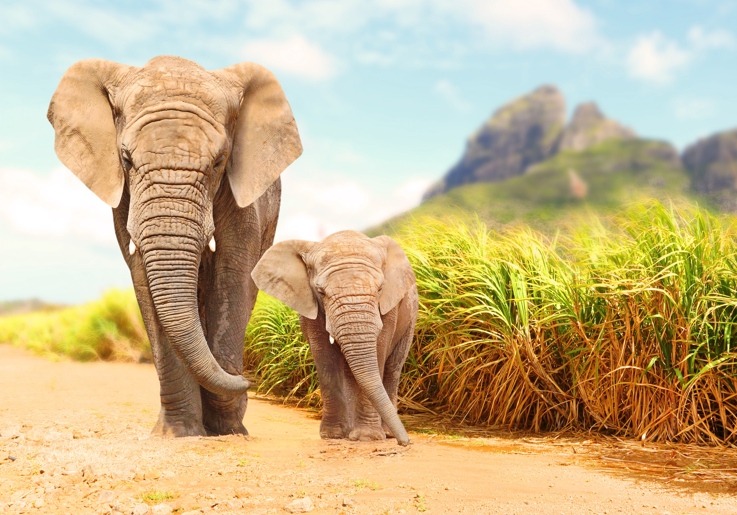 African elephants iStock 850201134